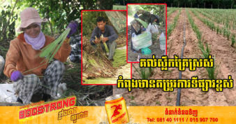 មិនធម្មតា! ដាំតែគល់ស្លឹកគ្រៃ កសិករនៅខេត្តបាត់ដំបងអាចរកចំណូលបានគាប់ប្រសើរពីការលក់គល់ស្លឹកគ្រៃស្រស់