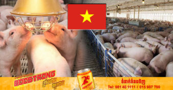 ក្រុមហ៊ុនធំៗ ទាំងក្នុង និងក្រៅស្រុក កំពុងនាំគ្នាបណ្ដាក់ទុនរាប់លានដុល្លារលើការចិញ្ចឹមជ្រូកនៅវៀតណាម