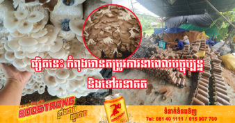 មុខរបរបណ្ដុះផ្សិតអំបោះ មិនត្រូវការចំណាយផ្ទៃដីធំ ចំណាយថវិកា និងពេលវេលាច្រើន តែអាចរកចំណូលបានគាប់ប្រសើរ ដែលកសិករមិនគួររំលង