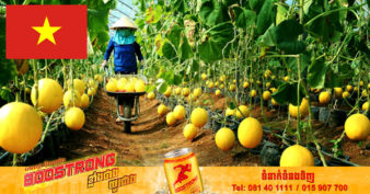 វៀតណាមនាំចេញ កសិផលសរីរាង្គ របស់ខ្លួន ទៅកាន់ប្រទេសចំនួន ១៨០លើពិភពលោក ទទួលបានប្រាក់ចំណូលជាមធ្យម ៣៣៥លានដុល្លារក្នុងមួយឆ្នាំ