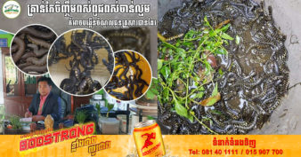 ពស់ចាន់ល្មមរបស់កសិដ្ឋាន ៤០០ កំពុងមានតម្រូវការសម្រាប់អ្នកបរិភោគនិងមានតម្លៃល្អ