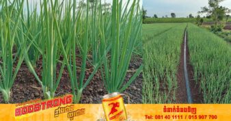 ដំណាំខ្ទឹមស្លឹក របស់សមាគមន៍កសិកម្មបៃតងគោកស្រុកខេត្តត្បូងឃ្មុំជាង៦០ហិកតា កំពុងឆ្លើយតបតម្រូវការទីផ្សារ