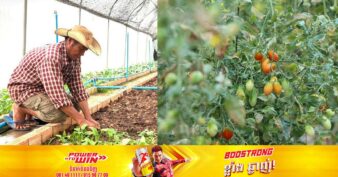 មន្ទីរកសិកម្មខេត្តសៀមរាប បន្តជំរុញកសិករឱ្យអនុវត្តកសិកម្មល្អ ដើម្បីបង្កើនគុណភាពបន្លែ ធានាសុវត្ថិភាពអ្នកទទួលទាន