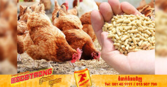 វៀតណាម រកចំណូលបាន ៣៦១លានដុល្លារអាមេរិក ពីការនាំចេញសាច់ និងស៊ុតមាន់ទៅកាន់ប្រទេសចំនួន២៦ នៅទូទាំងពិភពលោក