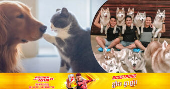 ឧស្សាហកម្មសត្វចិញ្ចឹមនៅថៃកំពុងឡើងកូតខ្លាំង ខណៈប្រជាជនជិត ៥០% ចូលចិត្តចិញ្ចឹមសត្វជាងការមានកូន