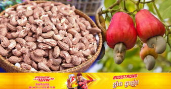 កម្ពុជា នាំចេញគ្រាប់ស្វាយចន្ទីឆៅ ៦៧ម៉ឺនតោន ទៅប្រទេស ៣នេះ ក្នុងឆ្នាំ២០២២