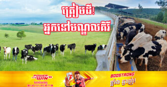 ក្រុមហ៊ុនផលិតទឹកដោះគោធំ ១ ត្រូវការដី ១ម៉ឺនហិកតានៅមណ្ឌលគិរី ដើម្បីចិញ្ចឹមគោយកទឹកដោះ