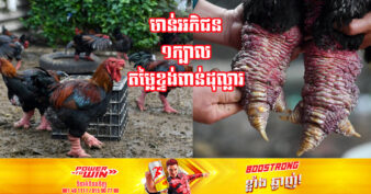 ស្ដេចមាន់ជើងធំ ពេញនិយមខ្លាំងសម្រាប់សេដ្ឋីទ្រព្យស្តុកនៅវៀតណាម មាន់ល្អបំផុត១ក្បាលមានតម្លៃរហូតដល់ទៅ ២០០០ដុល្លារ