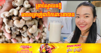 គម្រោង USAID ព្រៃឡង់បៃតង៖ គ្រាប់ស្វាយចន្ទី អាចចម្រាញ់ជាទឹកដោះគោបាន