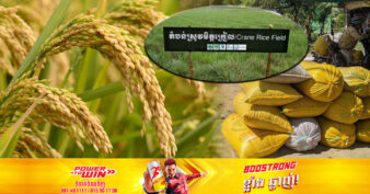 ស្រូវមិត្ដក្រៀលចំនួន ៧៥តោន ត្រូវបានគម្រោងស្រូវមិត្តសត្វក្រៀល ទិញពីកសិករក្នុងតម្លៃខ្ពស់ជាងទីផ្សារ