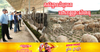 ល្អមែនទែន! កសិដ្ឋានមួយប្រើដី ៣០ហិកតា ចិញ្ចឹមអូទ្រីសនិងសត្វចៀម​ ទាញបានទាំងចំណូល បង្កើតការងារដល់ពលរដ្ឋក្នុងតំបន់ ហើយបម្រើដល់វិស័យទេសចរណ៍ទៀត