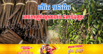 មកស្គាល់ដំណាំចំណូលខ្ពស់ ១ប្រភេទ ដែលកំពុងមានតម្រូវការទីផ្សារខ្លាំងក្នុងពេលបច្ចុប្បន្ន