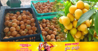 មន្ទីរកសិកម្មខេត្តស្ទឹងត្រែង នឹងដាក់បញ្ចូលឈើហូបផ្លែមាក់ប្រាង ជាផលិតផលមួយភូមិមួយ