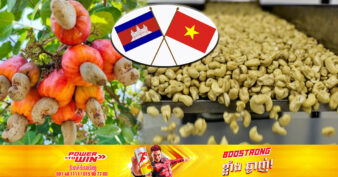 វៀតណាមគ្រោងបញ្ជាទិញគ្រាប់ស្វាយចន្ទីឆៅពីកម្ពុជា ១លានតោន ក្នុងតម្លៃល្អទៅតាមគុណភាពគ្រាប់