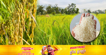 មកស្គាល់ពូជស្រូវបុរាណមួយប្រភេទ បច្ចុប្បន្នកំពុងមានទីផ្សារល្អ និងផ្គត់ផ្គង់ឱ្យក្រុមហ៊ុនធំៗក្នុងស្រុកចំនួន ៣