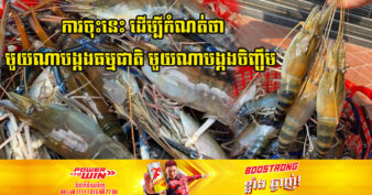 បង្កងទឹកសាបតាកែវ នឹងត្រូវចុះបញ្ជីម៉ាកសម្គាល់ភូមិសាស្រ្តនៅពាក់កណ្ដាលខែក្រោយនេះ