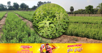 កសិករមួយរូប ប្ដូរពីការដាំដំណាំច្រើនមុខ មកដាំដំណាំម្រះព្រៅ ព្រោះប្រមូលផលបានយូរនិងមានតម្រូវការខ្ពស់លើទីផ្សារ