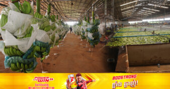 វិនិយោគិនចិន គ្រោងពង្រីកផ្ទៃដីដាំដុះចេកអំបូងនៅស្រុកស្ទឹងត្រង់ បង្កើនការនាំចេញទៅទីផ្សារអន្តរជាតិ