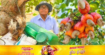 USAID មរតកបៃតង៖ ការប្រើសត្វអង្រ្កង កម្ចាត់សត្វល្អិត ជួយបង្កើនផលិតផលស្វាយចន្ទី