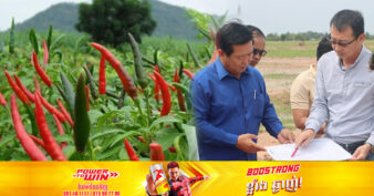 កសិដ្ឋានដាំបន្លែស្តង់ដារនៃប្រទេសជប៉ុន គ្រោងបើកដំណើរការដាំម្ទេសស្តង់ដារជប៉ុននៅខេត្តសៀមរាប នាំចេញ ៥០០តោនទៅក្រៅប្រទេសជារៀងរាល់ខែ