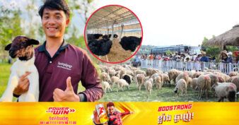 កសិដ្ឋានចិញ្ចឹមចៀម និងអូទ្រីស នៅខេត្តព្រះសីហនុ កំពុងអន្ទងចិត្តភ្ញៀវទេសចរ ទៅលេងកម្សាន្តជាហូរហែ