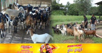 សត្វពពែ កំពុងមានតម្រូវការទីផ្សារ និងមានតម្លៃថ្លៃ ដោយសារហាង និងភោជនីយដ្ឋាននៅតាមខេត្ត-ក្រុងទូទាំងប្រទេសបញ្ជាទិញ