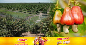 ដំណាំស្វាយចន្ទី នៅក្នុងខេត្តកំពង់ធំ ជាដំណាំមានសក្តានុពលមួយ មានរសជាតិឆ្ងាញ់ និងមានតម្រូវការទីផ្សារខ្ពស់