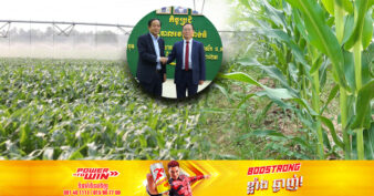 ក្រុមហ៊ុនចិន ត្រូវការដីជាច្រើនហិកតានៅខេត្តកំពង់ធំ ដើម្បីបង្កាត់ពូជស្មៅចំណីសត្វ និងដាំដំណាំ ២ប្រភេទនេះ