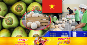 អាមេរិក បើកភ្លើងខៀវឱ្យវៀតណាមនាំចេញដូងស្រស់ទៅទីផ្សាររបស់ខ្លួន