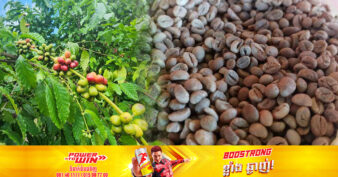 កសិករស្រុកមេមត់ ងាកមកដាំកាហ្វេ ក្រោយអាក់ខានតាំងពីទសវត្សរ៍៦០ ខណៈមន្ត្រីជំនាញកសិកម្មខេត្តត្បូងឃ្មុំ ជំរុញឱ្យដាំដុះឱ្យបានច្រើនដើម្បីបញ្ចូលជាផលិតផលឈានមុខរបស់ខេត្ត