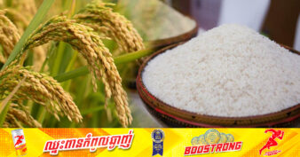 ពូជស្រូវមួយប្រភេទ កំពុងមានការចាប់អារម្មណ៍ខ្លាំងលើទីផ្សារអន្តរជាតិ