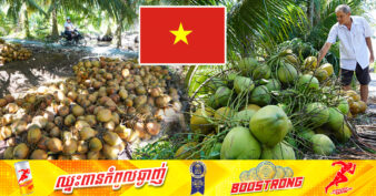 កសិករវៀតណាមដែលប្រកបរបរដាំដូងត្រូវខាតបង់​ ដោយសារតែតម្លៃ និងបរិមាណនៃការនាំចេញផ្លែដូងធ្លាក់ចុះ