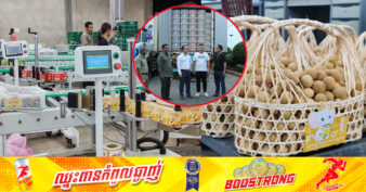 ក្រុមហ៊ុនវេចខ្ចប់មៀនប៉ៃលិនសម្រាប់នាំចេញទៅចិនមួយកន្លែង បាននាំចេញមៀនប៉ៃលិនស្រស់ជាង ១០០តោនក្នុងមួយថ្ងៃៗទៅកាន់ប្រទេសចិន