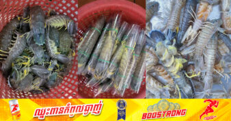 «បង្កងកណ្តូបកម្ពុជា» ដែលធ្លាប់នាំចេញសាកល្បងទៅចិន ៤៥គីឡូ ត្រឹម ២ខែនៃឆ្នាំ២០២៤នេះ បាននាំចេញទៅចិនជាង ២តោន