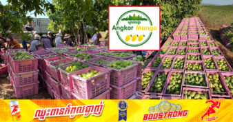 ដំណឹងល្អ! ក្រុមហ៊ុន អង្គរហ្គ្រីន ប្រកាសប្រមូលទិញស្វាយនៅចម្ការផ្ទាល់ពីបងប្អូនកសិករ ក្នុងចំនួនរាប់រយតោន ឱ្យតែត្រូវតាមលក្ខខណ្ឌ ២នេះ