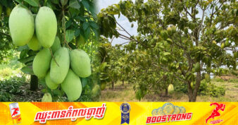 ទិន្នផលផ្លែស្វាយកែវរមៀតរបស់កសិករក្នុងខេត្តបាត់ដំបង បាននាំចេញទៅប្រទេសថៃចាប់ពីចន្លោះ ១៥០-២០០តោនក្នុងមួយថ្ងៃៗ