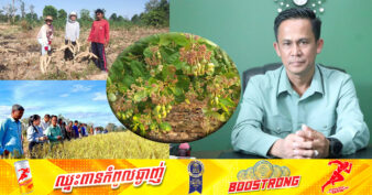 មន្ទីរកសិកម្មខេត្តឧត្តរមានជ័យ បង្ហាញដំណាំ ៥ប្រភេទកំពុងមានសក្តានុពលខ្លាំងនៅក្នុងខេត្តឧត្តរមានជ័យ