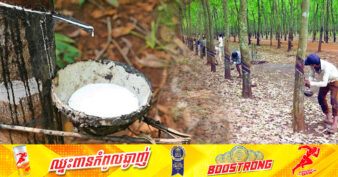 ត្រីមាសទី១ នៃឆ្នាំ២០២៤ នេះ កម្ពុជាទទួលបានចំណូលជាង ១០០លានដុល្លារ ពីការនាំចេញជ័រកៅស៊ូ