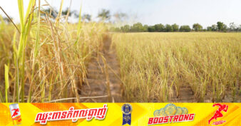ការដាំដុះស្រូវរដូវប្រាំងរបស់ប្រជាកសិករនៅក្នុងខេត្តបាត់ដំបង មានការកើនឡើងរហូតដល់ប្រមាណ៣០០ភាគរយបើធៀបនឹងផែនការសរុប