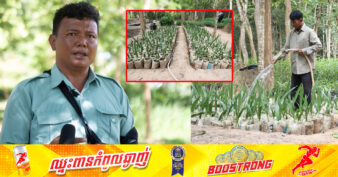 អាជ្ញាធរជាតិអប្សរា បន្តដាំដើមត្នោត នៅតាមទំនប់បុរាណ ឬ មាត់ប្រឡាយនានា ដើម្បីថែរក្សាតំណាងអត្តសញ្ញាណរបស់ខ្មែរ