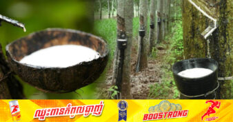 កម្ពុជាទទួលបានចំណូល ៣២៨លានដុល្លារ ពីការនាំចេញជ័រកៅ​ស៊ូរយៈពេល ៨ខែ