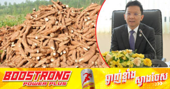 កម្ពុជានាំចេញដំឡូងមីស្រស់ ៩៥% រួមចំណែកប្រមាណ ៧២៨ លានដុល្លារដល់សេដ្ឋកិច្ចជាតិ