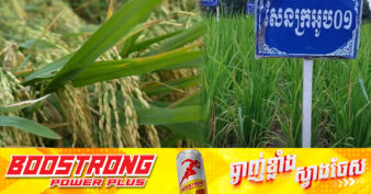 ប្រជាកសិករនៅសង្កាត់រកាកណ្ដាល ក្រុងក្រចេះ សម្រេចចិត្តប្តូរមកធ្វើស្រូវពូជសែនក្រអូបរបស់ខ្មែរ ជំនួសពូជស្រូវពីបរទេស