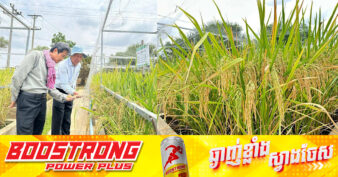 ក្រុមហ៊ុននាំចេញអង្ករ Amru Rice ផលិតបានពូជស្រូវស្រងែក្រអូប ដែលមានទិន្នផលខ្ពស់ហើយគ្រោងលក់ពូជចែកចាយដល់កសិករ