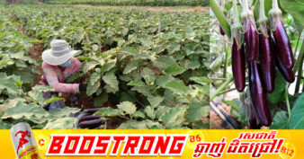 ក្រសួងកសិកម្មបង្កើនការគាំពារដំណាំតាមរដូវសម្រាប់រដូវវស្សាខាងមុខ